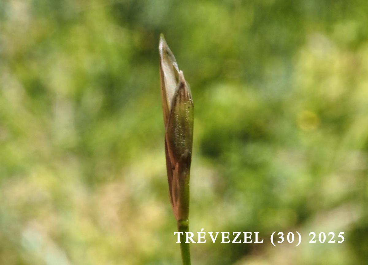 Sweet-grass, Plicate fruit